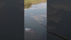 Рыбалка на поплавок, чебак