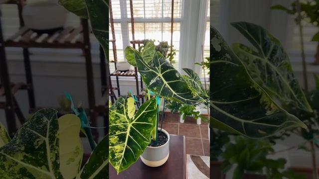 Alocasia Frydek Variegated#AlocasiaFrydekVariegated nature #naturelovers #indoorplants