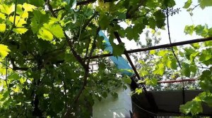 РУМ ТУР ДАЧНОГО УЧАСТКА И ДОМИКА! 06.19