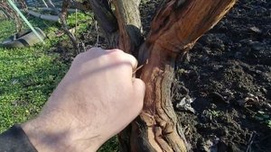 Удалять ли отмершую кору винограда