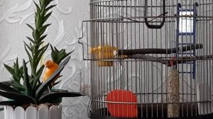 Уютная клетка для канарейки.