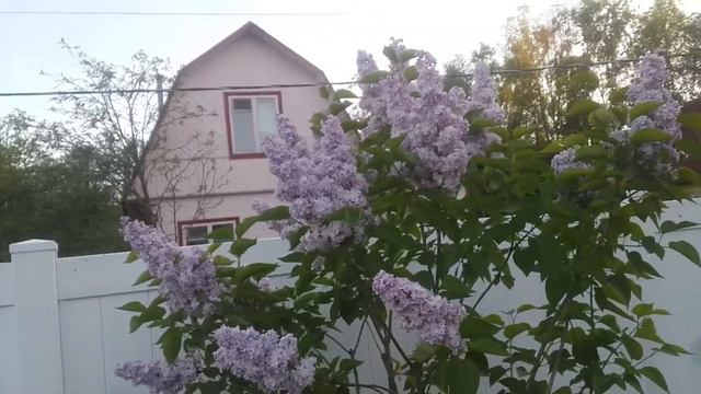 Сирень. Сорта Розовая Пирамида и Лиловая Пирамида. смотреть онлайн