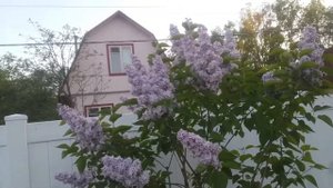 Сирень. Сорта Розовая Пирамида и Лиловая Пирамида.