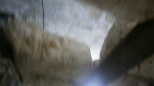 Вешенка  в погребе 2 Oyster cellar  Ukraine