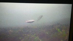 Щука под водой! Подводные съёмки