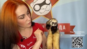 Окрасы хорьков: золото