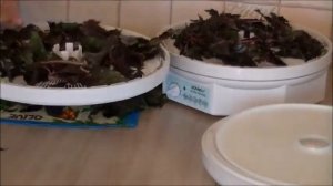 Рецепт сушки листьев базилика в сушилке EZIDRI