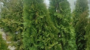 преимущества туй смарагд в один ствол .