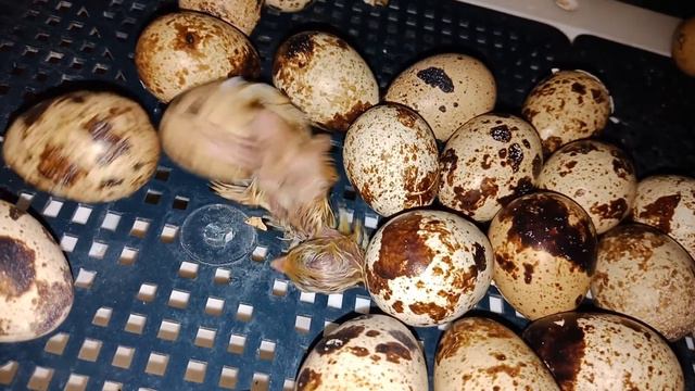 Рождение птички смотреть онлайн