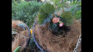 Бегония из семян!!! Цветение началось! Полив! Обработки! Подкормки!Место в саду!