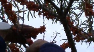 КАК БЫСТРО СОБРАТЬ ОБЛЕПИХУ !