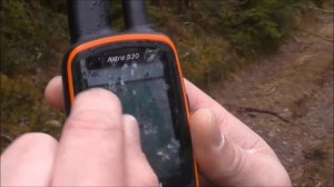 В гости на весенние испытания гончих собак в  Беларуссию Баян дата рожд. 20.06.14 г.  вл.Шамгин А.Ю