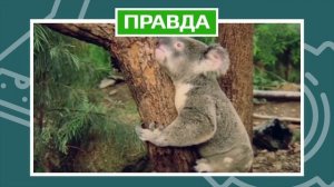 КАКОЕ ЖИВОТНОЕ САМОЕ ЗУБАСТОЕ В МИРЕ?