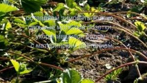 Ремонтантная земляника, готовимся к зиме