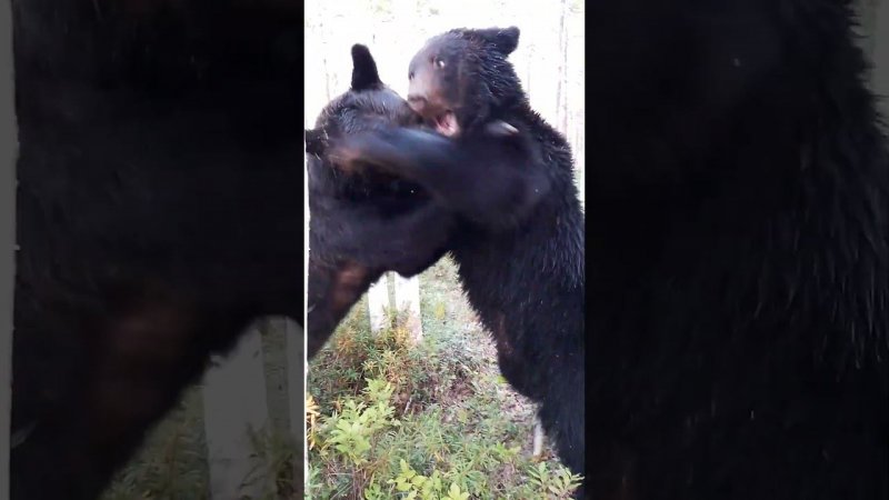 Буржуй все тропы завалил деревьями. #медведь