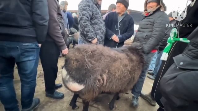 ГУСФАНД БОЗОРИ РЕГАР КУЙ БОЗОР ХИСОРИ КУЙЛАР ГУСФАНД СЕРОБ 12 февраля 2023 г.