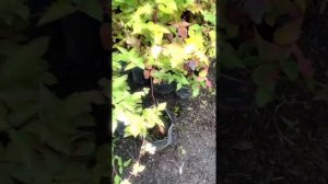 Питомник растений Роза Ругоза (Roza Rugoza) 2021 год