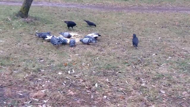 Кормлю птиц во славу Империи Сильнейших Ведьм смотреть онлайн