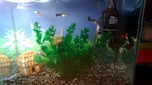 Бесшумный фильтр AQUAEL. И чего новенького в аквариуме