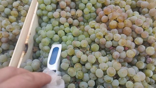 23 октября 2022, Виноград Ркацители производство Молдавия. можно купить в Санкт-Петербурге.