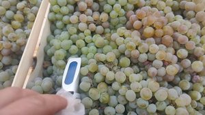 23 октября 2022, Виноград Ркацители производство Молдавия. можно купить в Санкт-Петербурге.