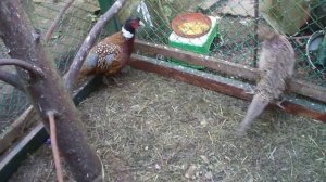 Фазан и фазаниха