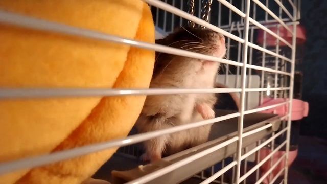 Сборник. Строение грызунов