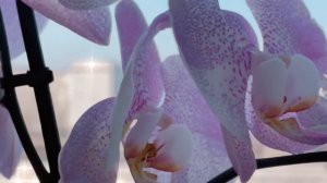 Орхидея Phal. Aalborg #фаленопсис #ольборг #aalborg