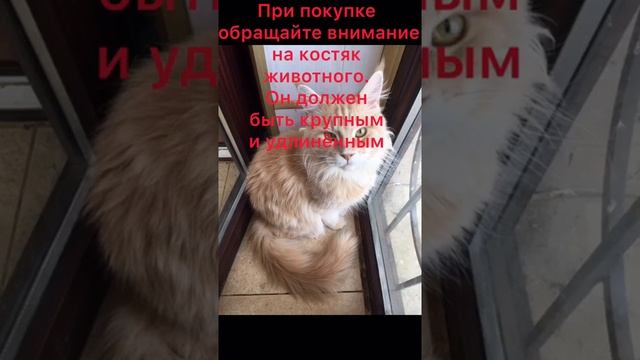 Вес мейн-куна