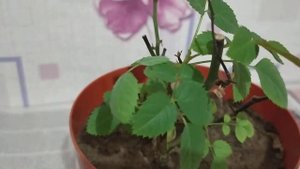 Комнатная роза зимой тоже уходит в спячку.