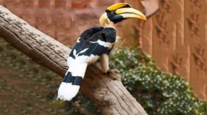 Звуки животных и птиц, для детей.  Шакал, фазан, орангутан.