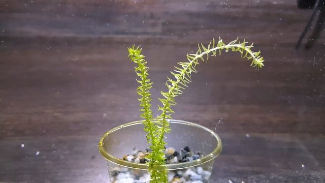 МАЯКА ПАНТАНАЛ ДВАРФ ( mayaca sp. pantanal Dwarf)