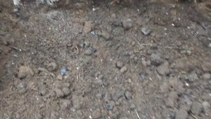 Посадка розы осенью. Перевалка розы  из горшка в грунт.