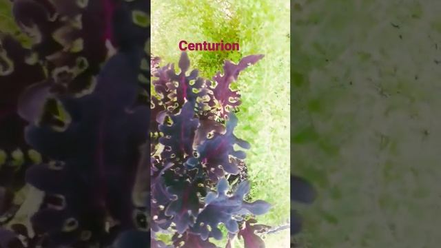 Колеус Центурион.(Coleus Centurion)