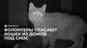 В Москве волонтеры спасают кошек из домов под снос