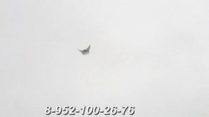 Старониколаевские торцовые голуби Регулярного Василия Ильича