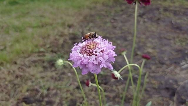 Спогади про весну 2022.Моя розсада 2022 смотреть онлайн