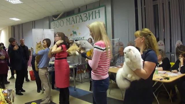 Выставка кошек г. Псков 11.11.2017г. смотреть онлайн