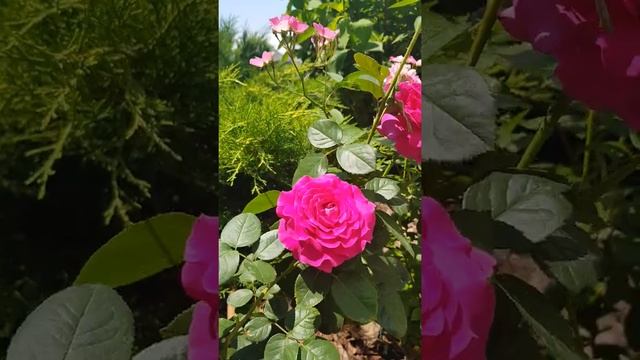 Flowering roses Chartreuse de Parm, BallerinaЦветение роз Шартрёз де Парм и Балерина, 30 июня 2020г