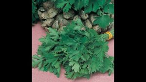 Обзор сорта петрушка "Богатырь" (характеристики, свойства, фото)