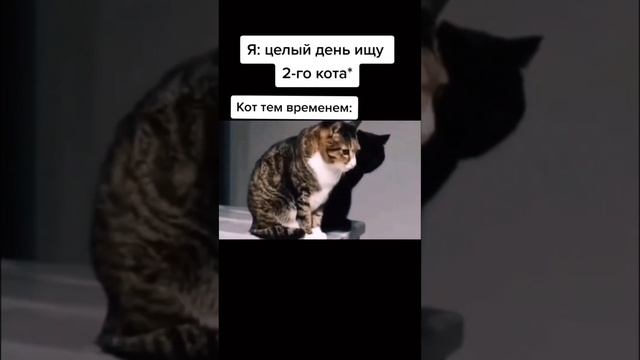 где мой кот!? смотреть онлайн