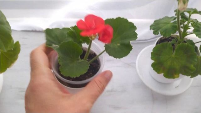 Пеларгонии, укоренённые с цветоносами 27.10.2023 смотреть онлайн