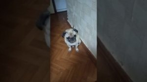 Мопс наказан!