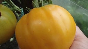 КРУПНЫЙ СЛАДКИЙ ТОМАТ МЕДОВЫЙ КОРОЛЬ.  ВИДЕООБЗОР. Ольга Чернова 15 июля.