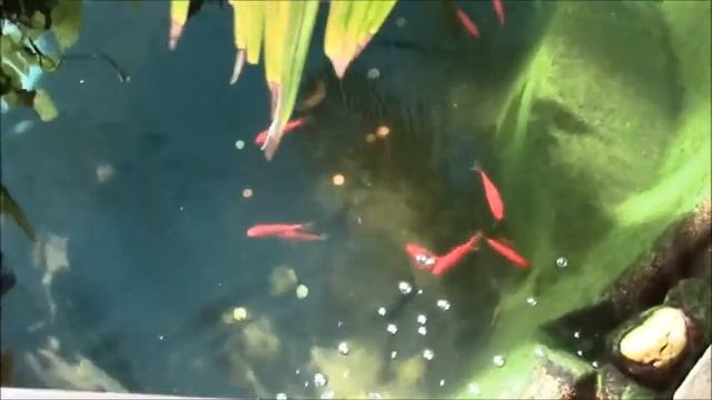 084 ВДНХ Дом БАБОЧЕК и не только смотреть онлайн