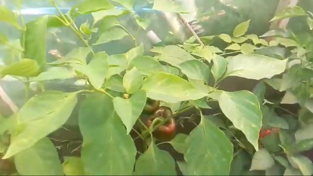 ШОК!!! ПЕРЕЦ-ГИГАНТ| Собираем первый урожай смотреть онлайн