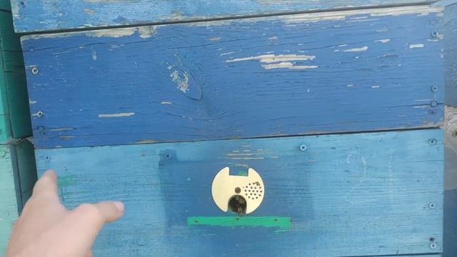 Вывод маток с помощью Джентерского сота от А до Я!!! смотреть онлайн