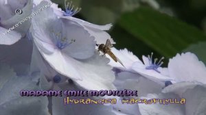 Hydrangea macrophylla madame emile mouillère - hortensia