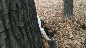 Прогулка с лабрадором. Лабрадор Цезарь в лесу. Приколы с лабрадором.