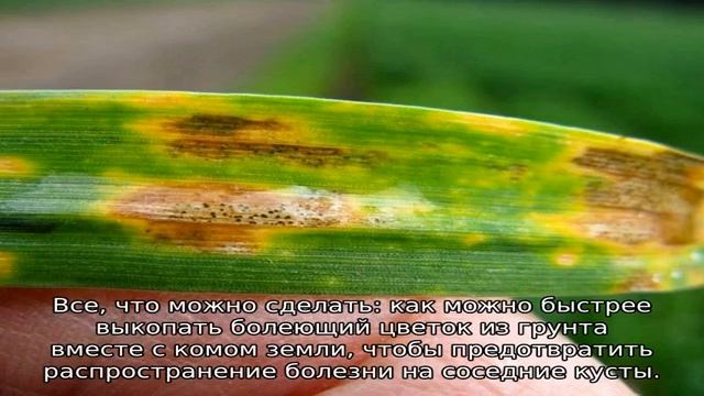 Почему у гладиолусов желтеют листья